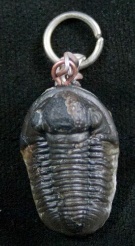 Authentic Gerastos Trilobite Fossil Pendant #8120